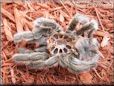 molted tarantula