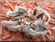 molted tarantula