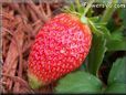 large red strawberry