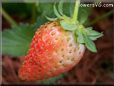 white red strawberry