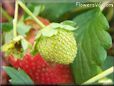 small green strawberry