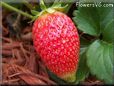 large red strawberry