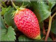 large red strawberry