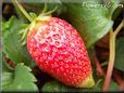 large red strawberry