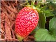 large red strawberry