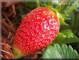 large red strawberry