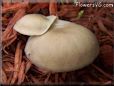 large round brown mushroom