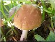 small round brown mushroom
