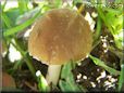 small round brown mushroom