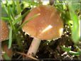 small round brown mushroom