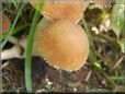 small round brown mushroom