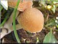small round brown mushroom
