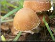 small round brown mushroom