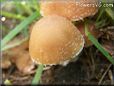 small round brown mushroom
