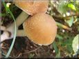 small round brown mushroom
