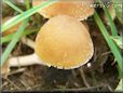 small round brown mushroom