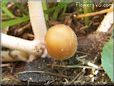 small round brown mushroom