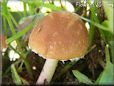 small round brown mushroom