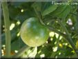green cherry tomato