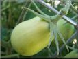 green roma tomato