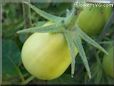 green roma tomato