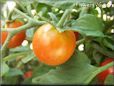 red cherry tomato