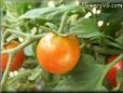 red cherry tomato