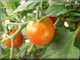 red cherry tomato