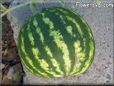 small watermelon