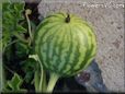 small watermelon