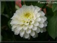 white puffy dahlia flower pictures