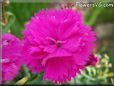 light purple carnation flower