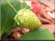 small green strawberry