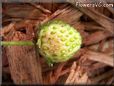 small green strawberry