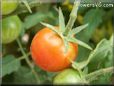 orange cherry tomato