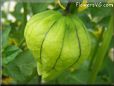 tomatillo