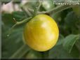 orange cherry tomato