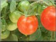 red cherry tomato