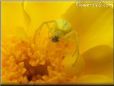 yellow crab spider