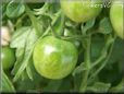 green cherry tomato
