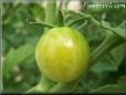 green cherry tomato