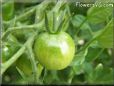 green cherry tomato