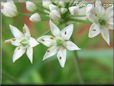 chives flower