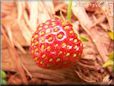 red strawberry