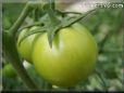 green tomato