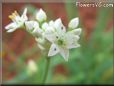 chives flower