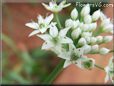 chives flower