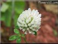 white clover flower