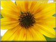 sunflower flower