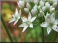 chives flower